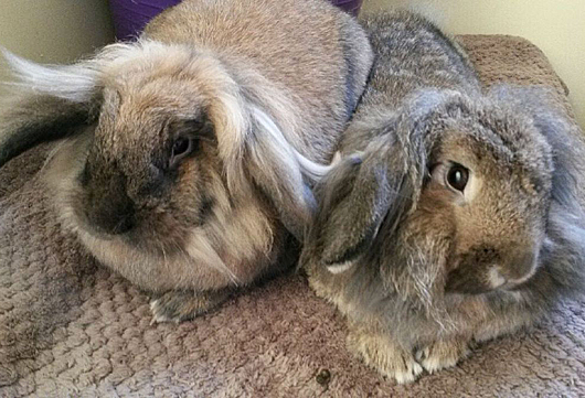 bunny burrows.jpg bunny burrows.jpg